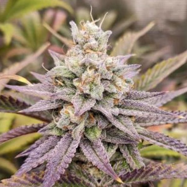 Sugar Bomb Punch Feminized