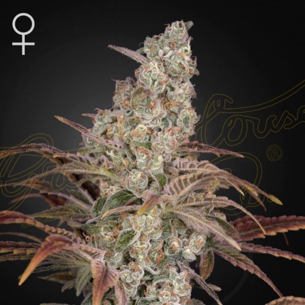 Jack's Dream Feminized
